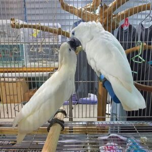 Name:Orie and Oben